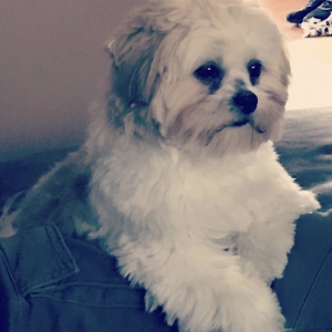 Yana en Mona, de Lhasa Apso