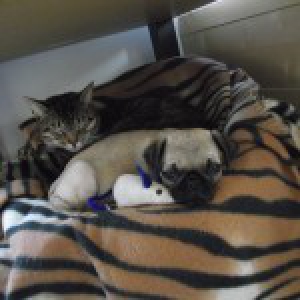 Yeda, onze mops