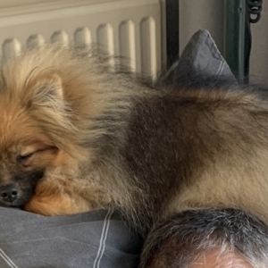 Yenka, de Dwergkees / Keeshond / Pomeriaan