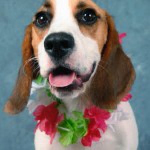 Yuna, notre Beagle