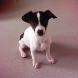 Zappa, le Jack Russell