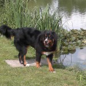 Zico, de Berner Sennen