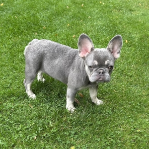 Ziggy, de Franse Bulldog