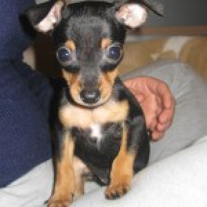 Zino, de Dwergpinscher