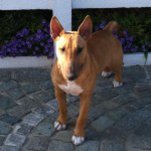 Zitah, de Bull Terri&euml;r