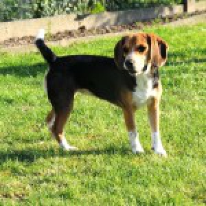 Zo&euml;, de beagle