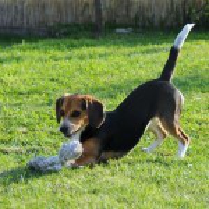 Zo&euml;, de beagle