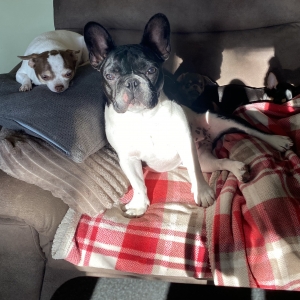 Zo&euml;, de Franse Bulldog