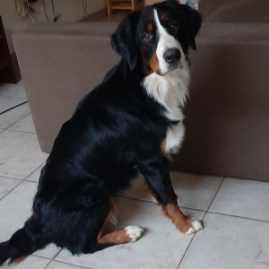 Zohra, de Berner Sennen