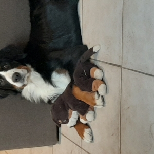 Zohra, de Berner Sennen