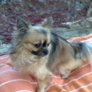 Zohra en Waldo, de Chihuahua's