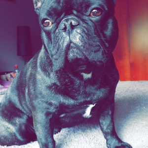 Zorro, le bouledogue fran&ccedil;ais