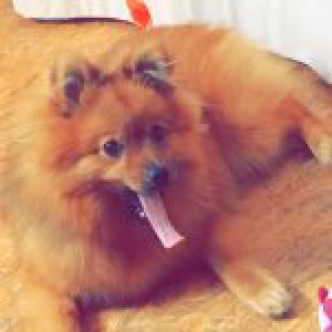 Zuko, le Spitz Nain
