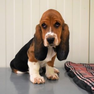 Basset hound