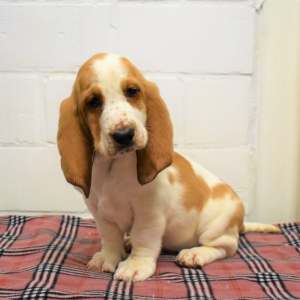 Basset hound