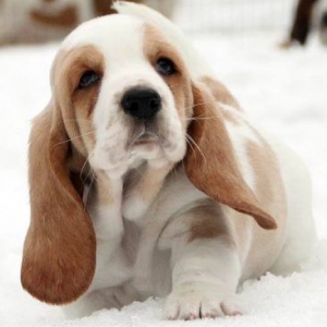Basset hound