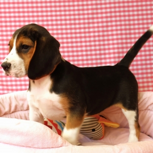 Beagle