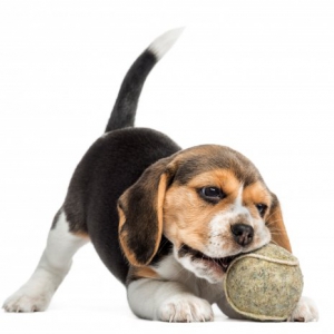 Beagle