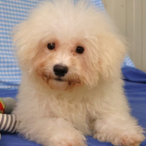 Bichon Fris&eacute;