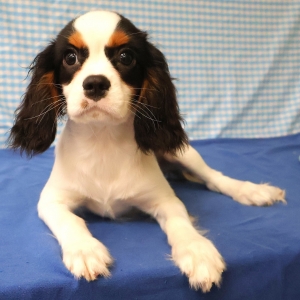 Cavalier King Charles Spani&euml;l