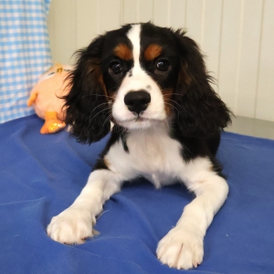 Cavalier King Charles Spani&euml;l