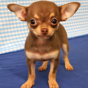 Chihuahua