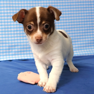 Chihuahua