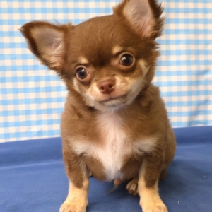 Chihuahua