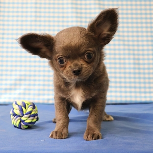 Chihuahua