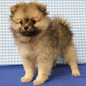 Dwergkees / Keeshond / Pomeriaan