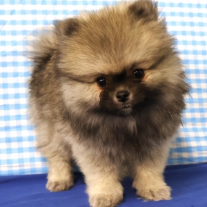 Dwergkees / Keeshond / Pomeriaan