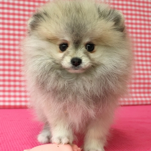 Dwergkees / Keeshond / Pomeriaan