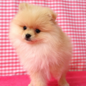 Dwergkees / Keeshond / Pomeriaan