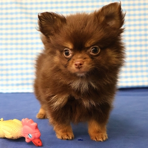 Spitz/Spitz Nain/Loulou de Poméranie