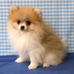 Dwergkees / Keeshond / Pomeriaan