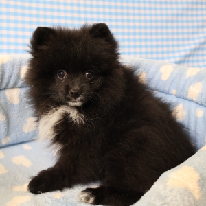Dwergkees / Keeshond / Pomeriaan