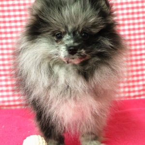 Dwergkees / Keeshond / Pomeriaan