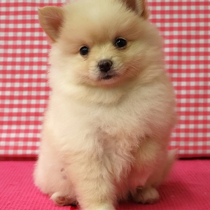 Spitz/Spitz Nain/Loulou de Poméranie