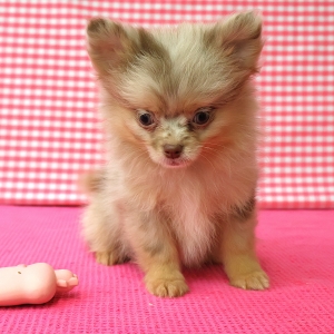 Dwergkees / Keeshond / Pomeriaan