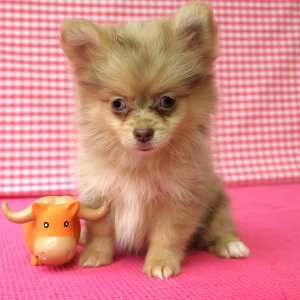 Dwergkees / Keeshond / Pomeriaan