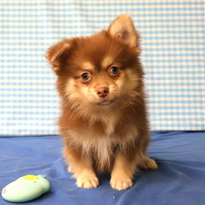 Dwergkees / Keeshond / Pomeriaan