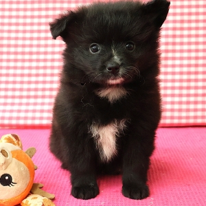 Spitz/Spitz Nain/Loulou de Poméranie