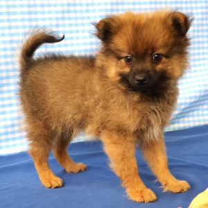 Spitz/Spitz Nain/Loulou de Poméranie
