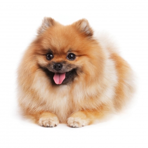 Spitz/Spitz Nain/Loulou de Poméranie