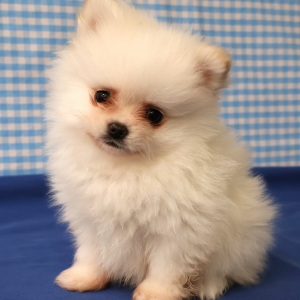 Dwergkees / Keeshond / Pomeriaan