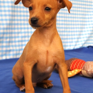 Pinscher Nain