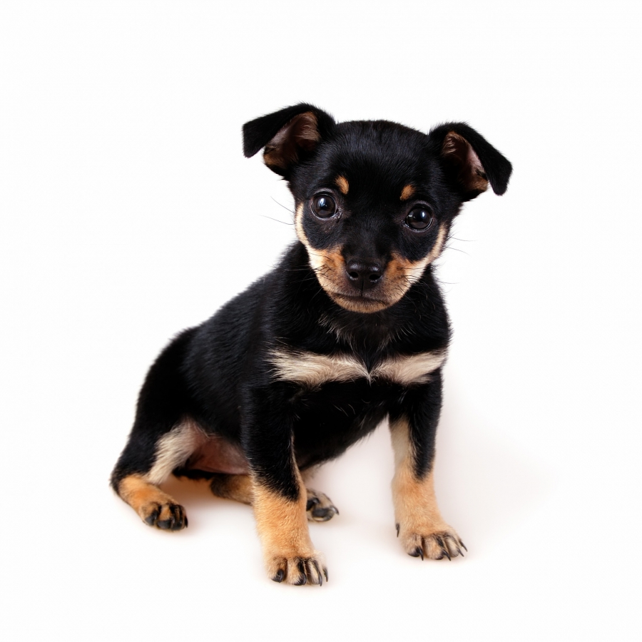 Dwergpinscher pup kopen?