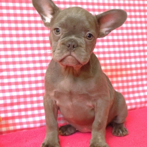 Franse Bulldog