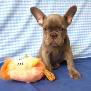Franse Bulldog