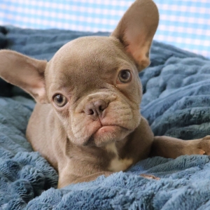 Franse Bulldog